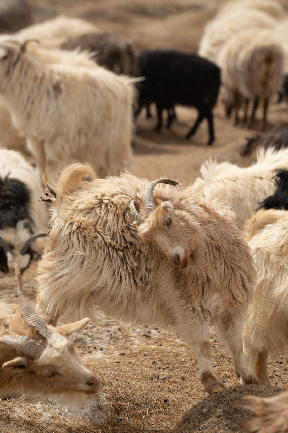 Cashmere goats — Esho Funi